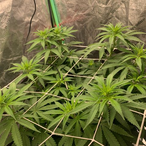 Big Hunk growlog timeline photo