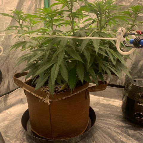 Big Hunk growlog timeline photo