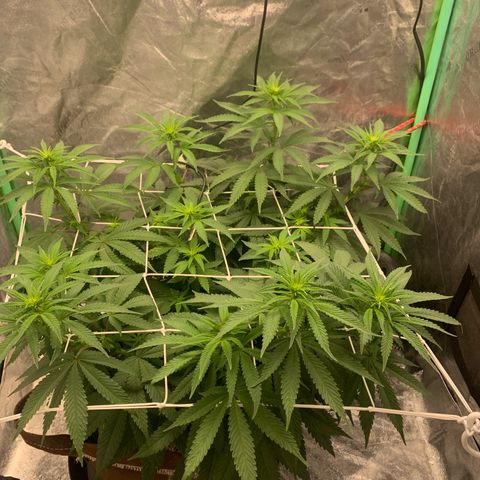 Big Hunk growlog timeline photo