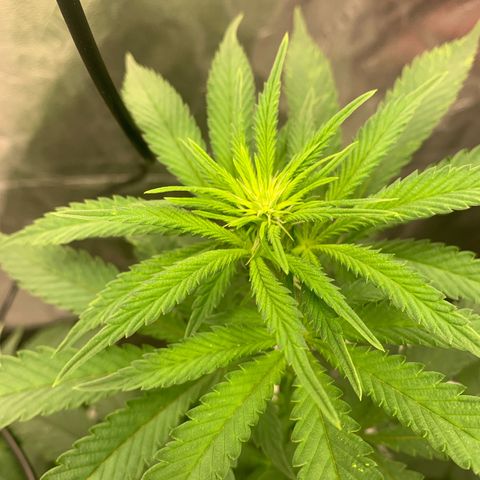 Big Hunk growlog timeline photo