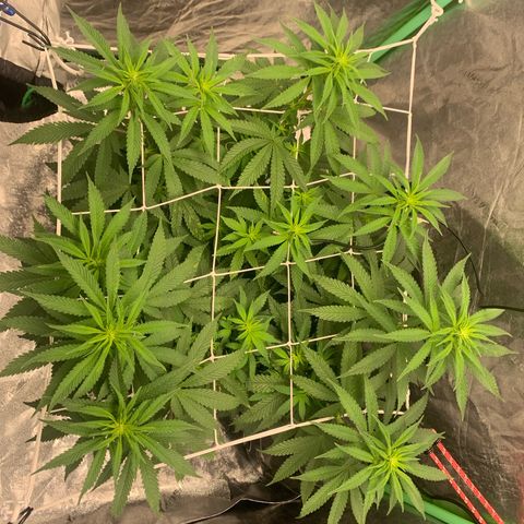 Big Hunk growlog timeline photo