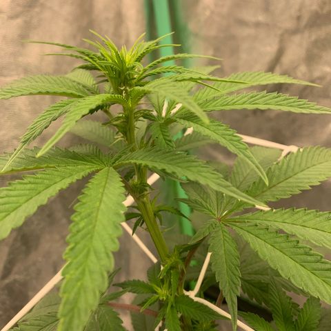 Big Hunk growlog timeline photo
