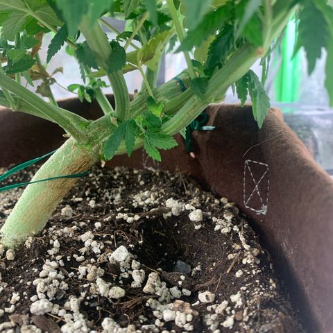 Big Hunk growlog timeline photo