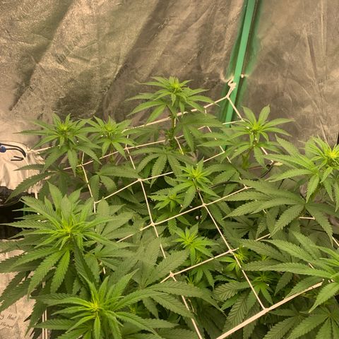 Big Hunk growlog timeline photo