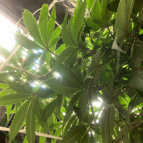 Big Hunk growlog timeline photo
