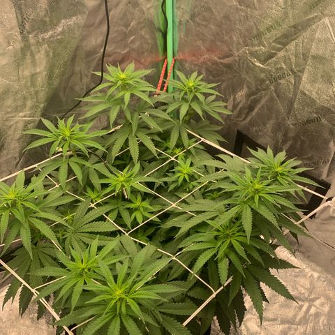 Big Hunk growlog timeline photo