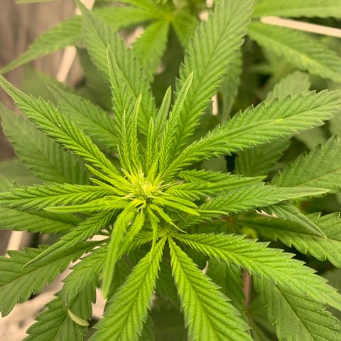 Big Hunk growlog timeline photo