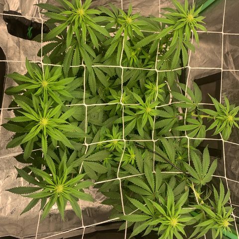 Big Hunk growlog timeline photo