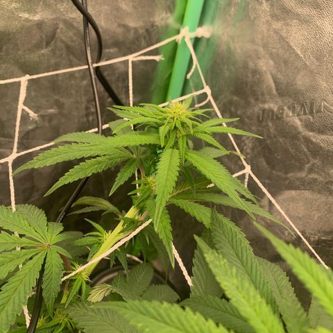 Big Hunk growlog timeline photo