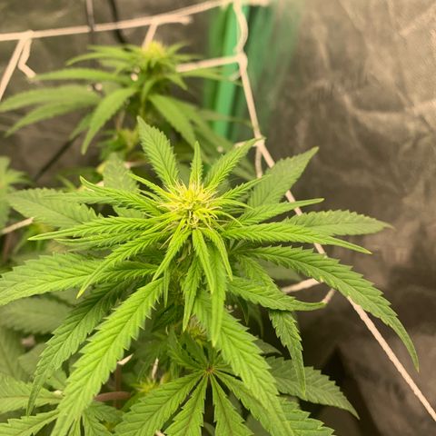 Big Hunk growlog timeline photo