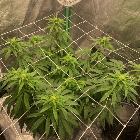 Big Hunk growlog timeline photo