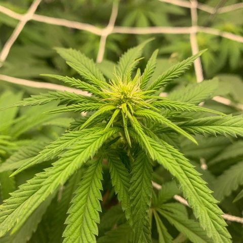 Big Hunk growlog timeline photo