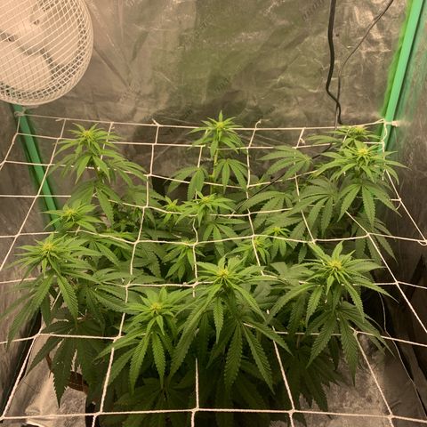 Big Hunk growlog timeline photo
