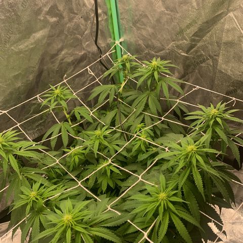 Big Hunk growlog timeline photo