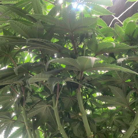 Big Hunk growlog timeline photo