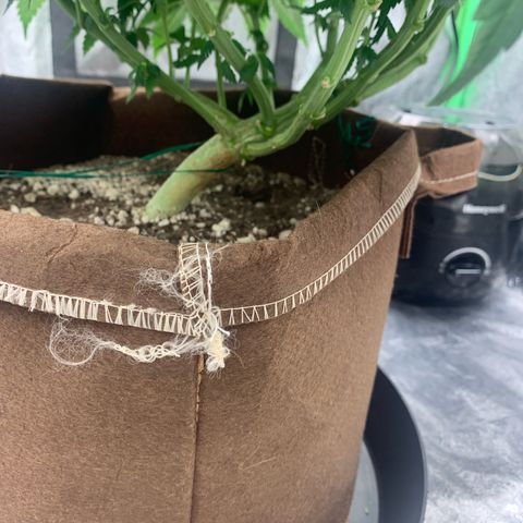 Big Hunk growlog timeline photo