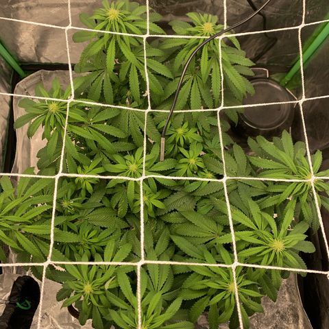 Big Hunk growlog timeline photo