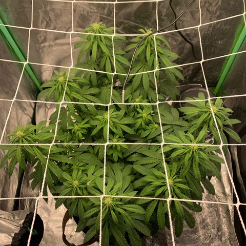 Big Hunk growlog timeline photo