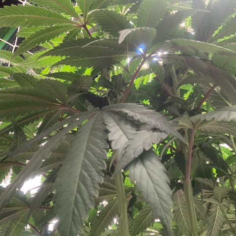 Big Hunk growlog timeline photo