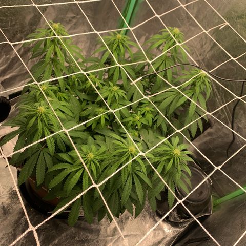 Big Hunk growlog timeline photo