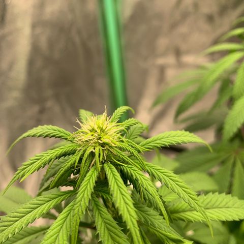 Big Hunk growlog timeline photo