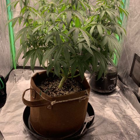 Big Hunk growlog timeline photo