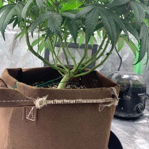 Big Hunk growlog timeline photo