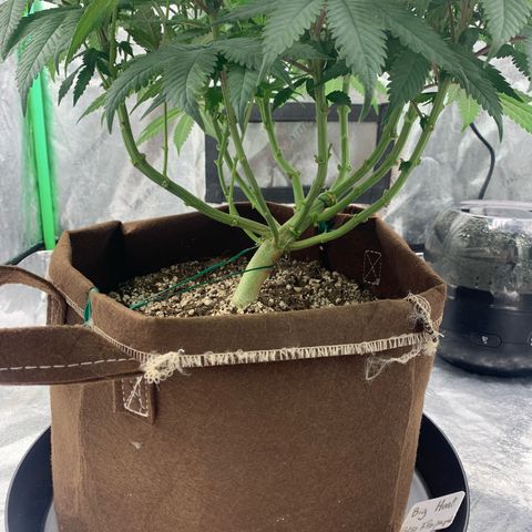 Big Hunk growlog timeline photo