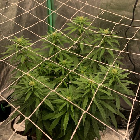 Big Hunk growlog timeline photo