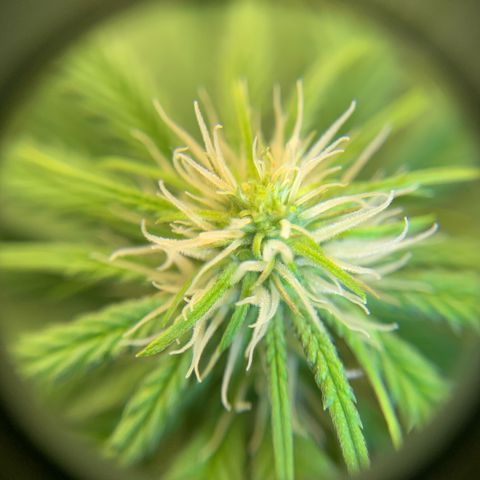 Big Hunk growlog timeline photo