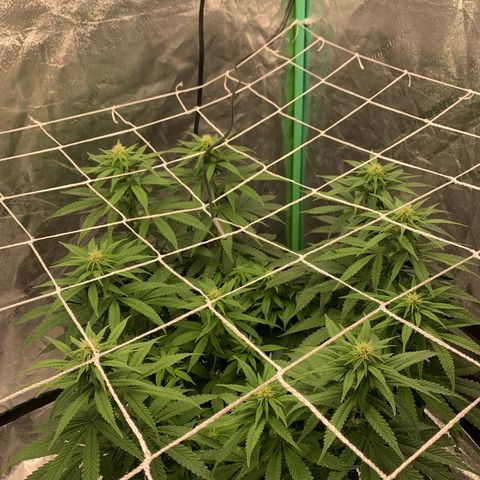 Big Hunk growlog timeline photo