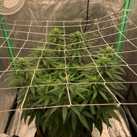 Big Hunk growlog timeline photo