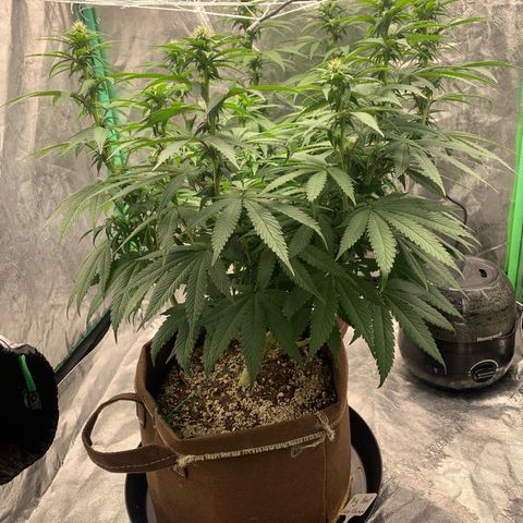 Big Hunk growlog timeline photo