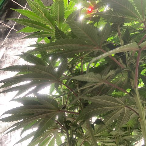 Big Hunk growlog timeline photo