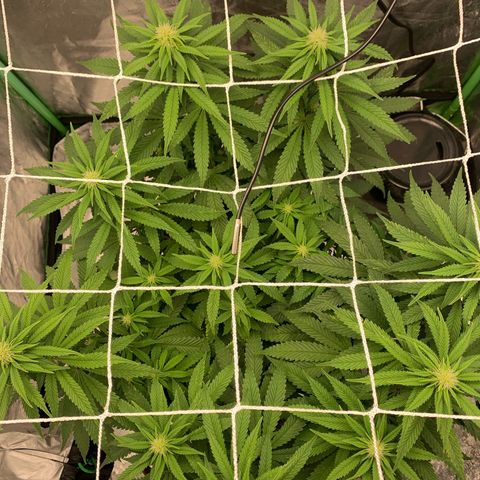 Big Hunk growlog timeline photo