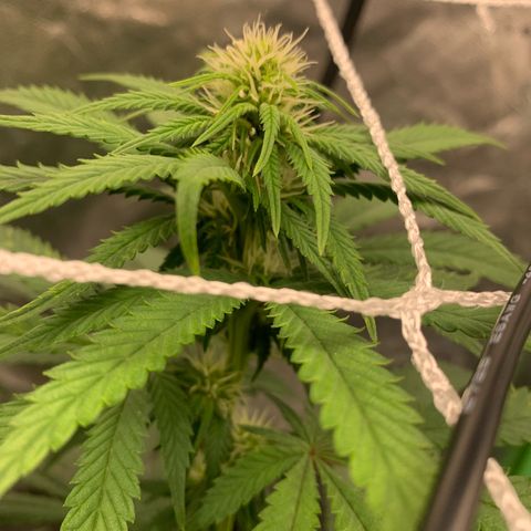 Big Hunk growlog timeline photo
