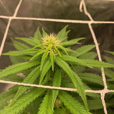 Big Hunk growlog timeline photo