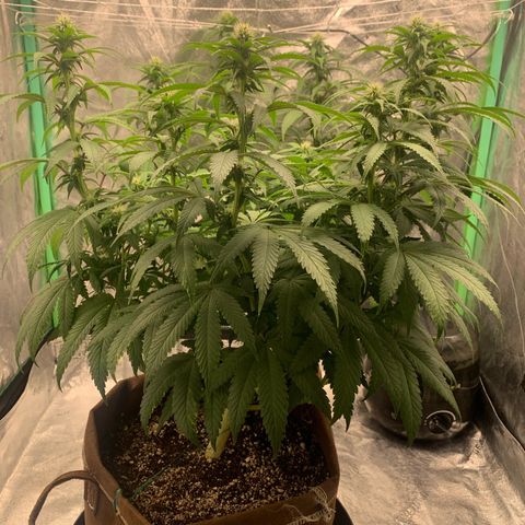 Big Hunk growlog timeline photo