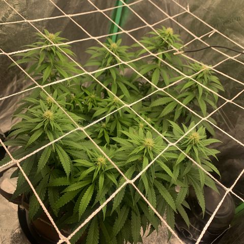 Big Hunk growlog timeline photo