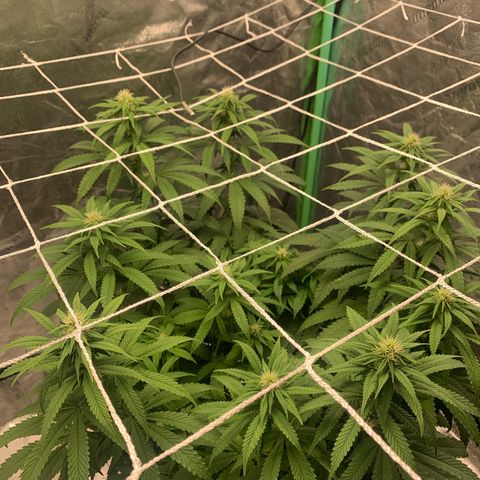Big Hunk growlog timeline photo