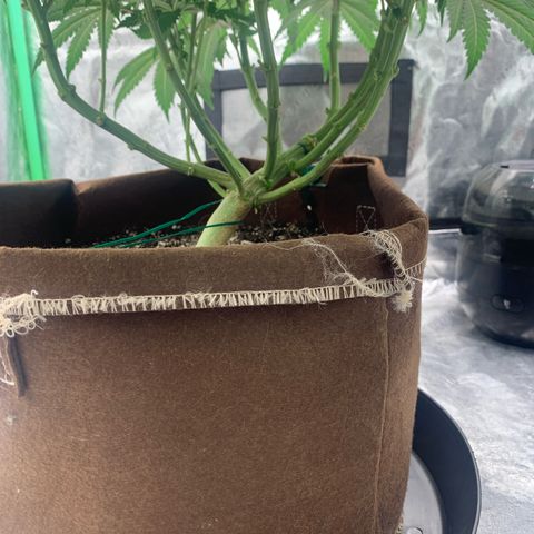 Big Hunk growlog timeline photo