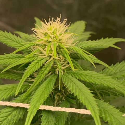Big Hunk growlog timeline photo