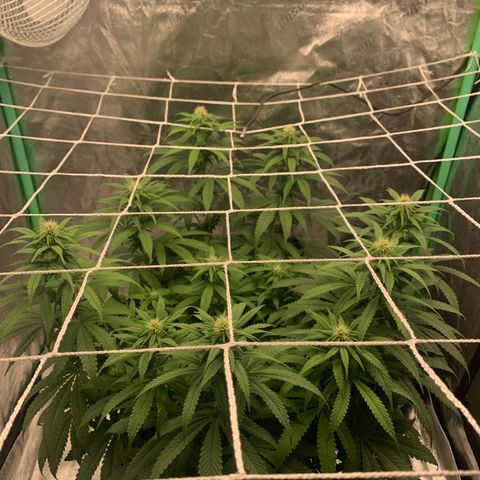 Big Hunk growlog timeline photo