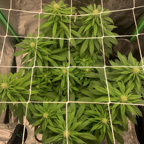 Big Hunk growlog timeline photo