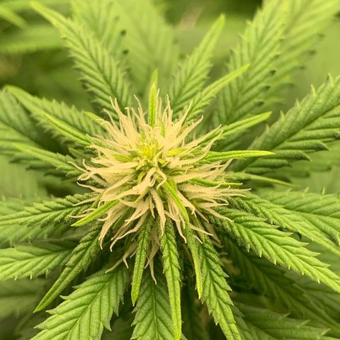 Big Hunk growlog timeline photo