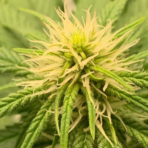 Big Hunk growlog timeline photo