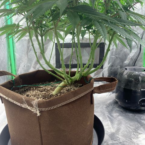 Big Hunk growlog timeline photo