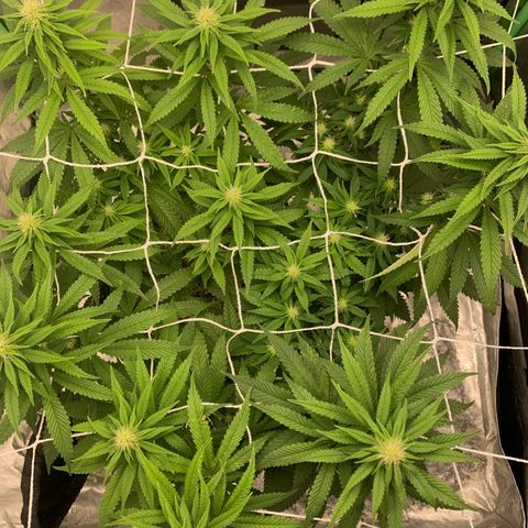 Big Hunk growlog timeline photo