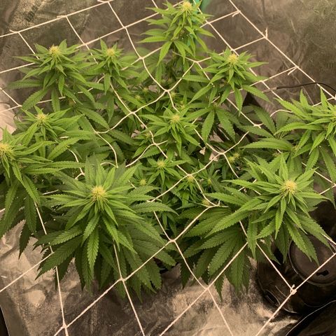 Big Hunk growlog timeline photo