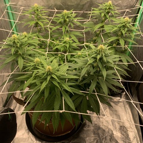 Big Hunk growlog timeline photo